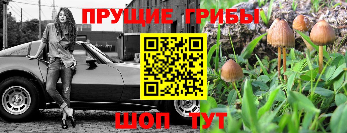 Галлюциногенные грибы Psilocybe Валуйки